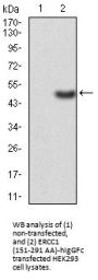 DNA Excision Repair Protein ERCC-1 (ERCC1) Antibody