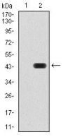 Paired Box Protein Pax-6 (PAX6) Antibody