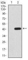 PR Domain Zinc Finger Protein 1 (PRDM1) Antibody