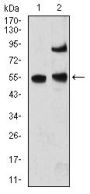 Methyl-CpG-Binding Protein 2 (MECP2) Antibody