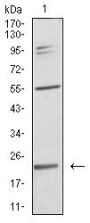 Interleukin-28A (IL28A) Antibody