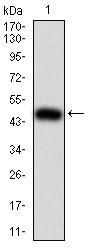 Interleukin-28A (IL28A) Antibody