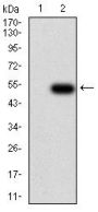 Interleukin-28A (IL28A) Antibody