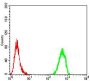 Tyrosine Hydroxylase (TH) Antibody