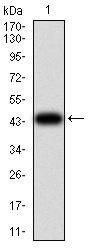 Tyrosine Hydroxylase (TH) Antibody