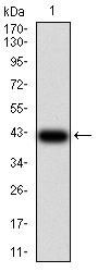 DNA Repair Protein RAD50 (RAD50) Antibody
