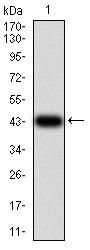 Interleukin-1 Receptor Accessory Protein-Like 1 (IL1RAPL1) Antibody