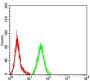 Matrix Metalloproteinase 2 (MMP2) Antibody