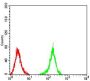 Neurofilament Medium Polypeptide (NEFM) Antibody
