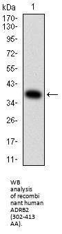Beta-2 Adrenergic Receptor (ADRB2) Antibody