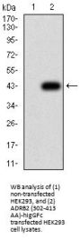 Beta-2 Adrenergic Receptor (ADRB2) Antibody