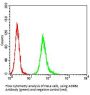 Beta-2 Adrenergic Receptor (ADRB2) Antibody