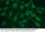 RAC-Alpha Serine/Threonine-Protein Kinase Phospho-Ser473 (AKT1 pS473) Antibody