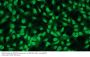 Apoptosis Regulator Bcl-2 (BCL2) Antibody
