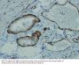 Actin Alpha 2, Smooth Muscle (ACTA2) Antibody