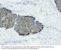 Synaptophysin (SYP) Antibody