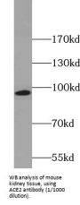 Angiotensin I Converting Enzyme 2 (ACE2) Antibody