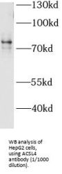 ACSL4 / FACL4 Antibody