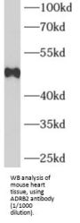 Beta-2 Adrenergic Receptor (ADRB2) Antibody