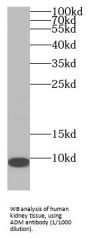 Adrenomedullin (ADM) Antibody