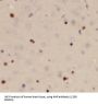 Aryl Hydrocarbon Receptor (AHR) Antibody