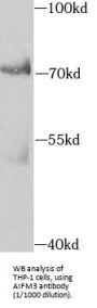 Apoptosis-Inducing Factor 3 (AIFM3) Antibody