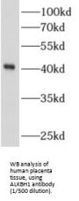Nucleic Acid Dioxygenase ALKBH1 (ALKBH1) Antibody
