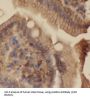 Nucleic Acid Dioxygenase ALKBH1 (ALKBH1) Antibody