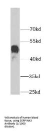 Alpha-1-Antichymotrypsin (SERPINA3) Antibody