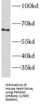 5'-AMP-Activated Protein Kinase Subunit Gamma-2 (AMPK gamma 2) Antibody