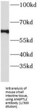 Angiopoietin 2 (ANGPT2) Antibody