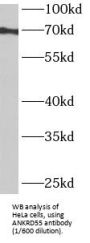 Ankyrin Repeat Domain 55 (ANKRD55) Antibody