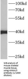 Annexin A13 (ANXA13) Antibody