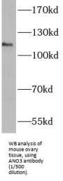 Anoctamin 3 (ANO3) Antibody