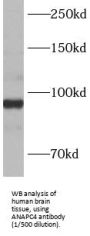 Anaphase-Promoting Complex Subunit 4 (ANAPC4) Antibody