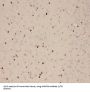 Anaphase-Promoting Complex Subunit 4 (ANAPC4) Antibody