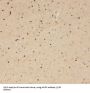 Amyloid Beta Precursor Like Protein 2 (APLP2) Antibody