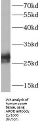 Apolipoprotein D (APOD) Antibody