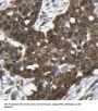 DCC-Interacting Protein 13-Alpha (APPL1) Antibody