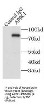 DCC-Interacting Protein 13-Alpha (APPL1) Antibody