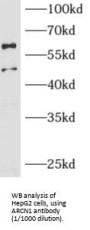 Archain 1 (ARCN1) Antibody