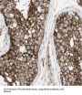 Archain 1 (ARCN1) Antibody