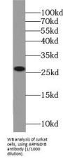 Rho GDP-Dissociation Inhibitor 2 (ARHGDIB) Antibody