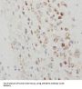 Rho Guanine Nucleotide Exchange Factor 4 (ARHGEF4) Antibody