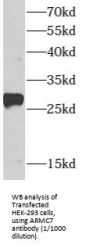 Armadillo Repeat Containing 7 (ARMC7) Antibody