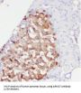 Armadillo Repeat Containing 7 (ARMC7) Antibody