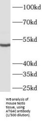 Autophagy Related 4C Cysteine Peptidase (ATG4C) Antibody