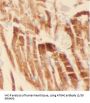 Autophagy Related 4C Cysteine Peptidase (ATG4C) Antibody
