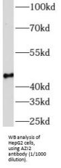 5-Azacytidine-Induced Protein 2 (AZI2) Antibody