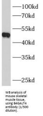 Beta-1,4-Galactosyltransferase 4 (B4GALT4) Antibody